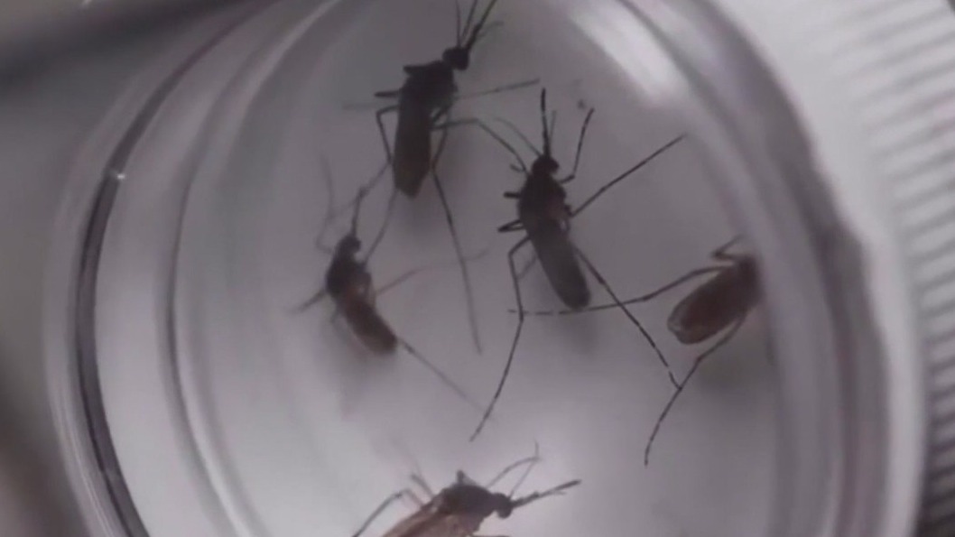 Sarasota County provides malaria update